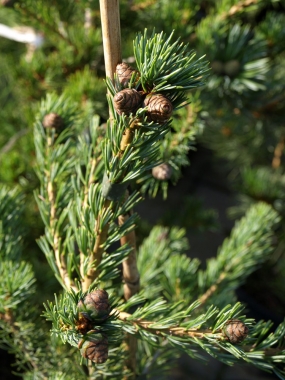 Sosna drobnokwiatowa (Pinus parviflora) Kokonoe